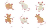 Mouse SVG Free Mouse SVG Free: The Ultimate Guide To Vector Mouse Graphics