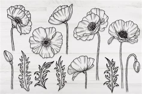 Poppy Flower SVG