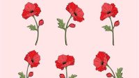 Poppies SVG