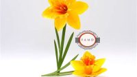 3d Daffodil SVG Free