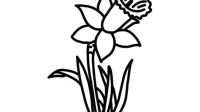 Daffodil SVG