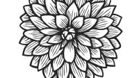 Dahlia Flower SVG