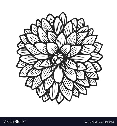 Dahlia Flower SVG