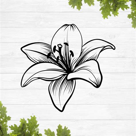 Free Lily SVG