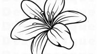 Lily Flower SVG Free