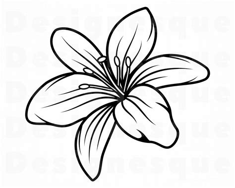 Lily Flower SVG Free