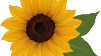 Free Sunflower SVG Images