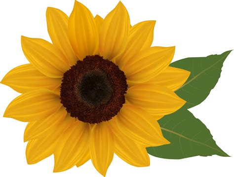 Free Sunflower SVG Images