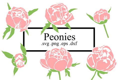 Peonies SVG