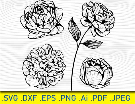 Peonies SVG Free