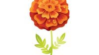 Marigold SVG