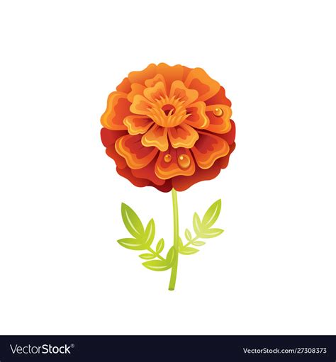 Marigold SVG