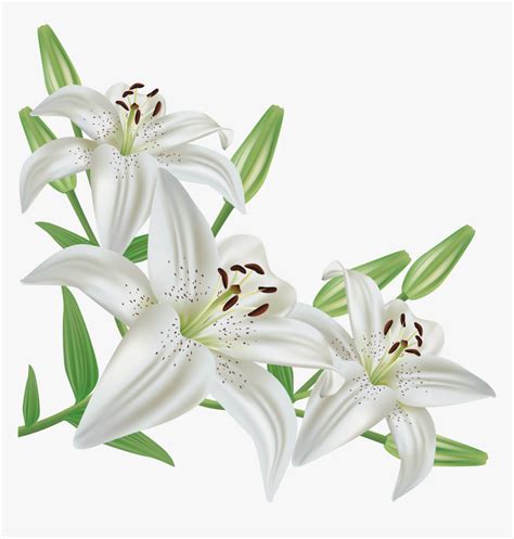 Easter Lily SVG