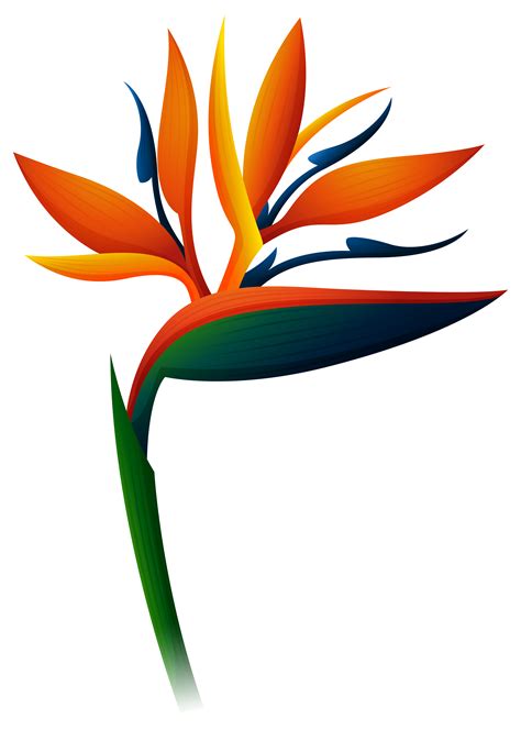 Bird Of Paradise SVG