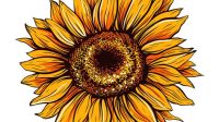 Sunflower SVG