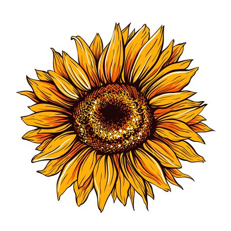 Sunflower SVG