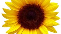 Sunflower SVG Free