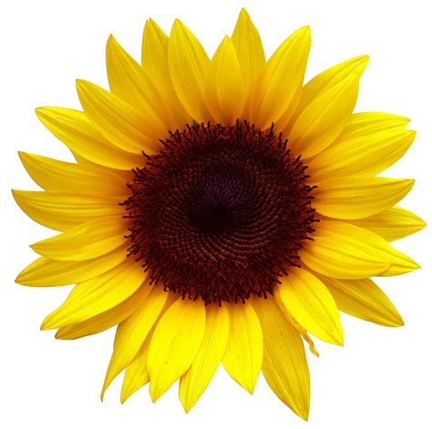 Sunflower SVG Free