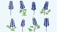 Bluebonnet SVG Free