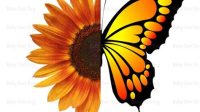 Half Sunflower Half Butterfly SVG